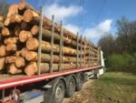 Châtaignier en grume – Camion complet 50 stères