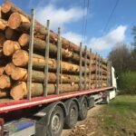 Châtaignier en grume – Camion complet 50 stères