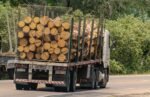 Acacia en grume – Camion complet 50 stères